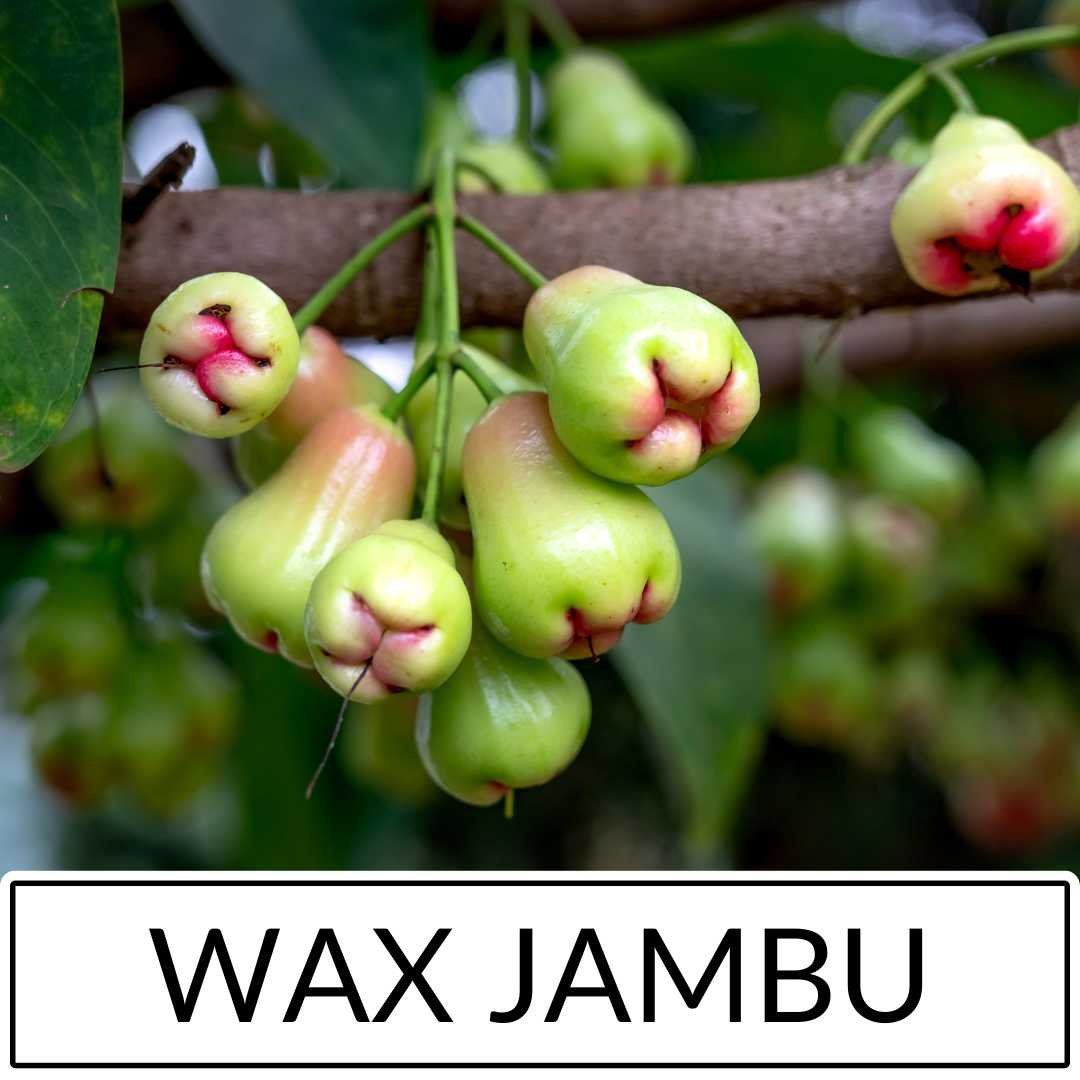 Wax Jambu