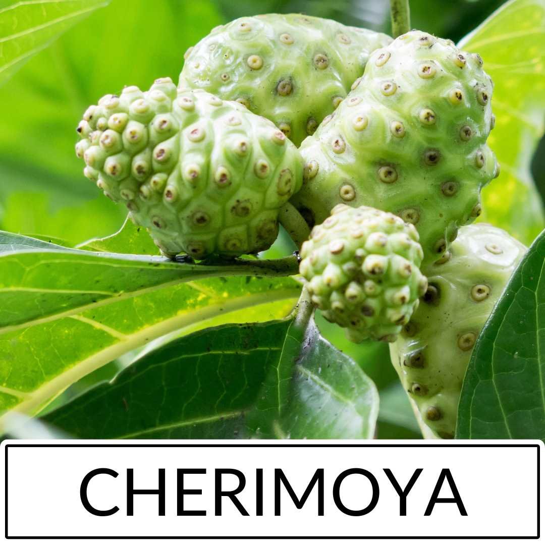 Cherimoya