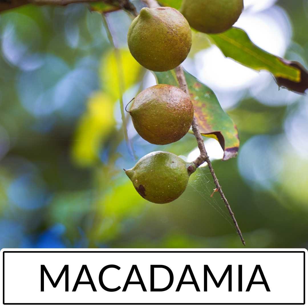 Macadamia Nut Tree