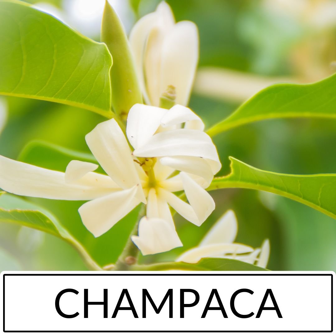 Champaca