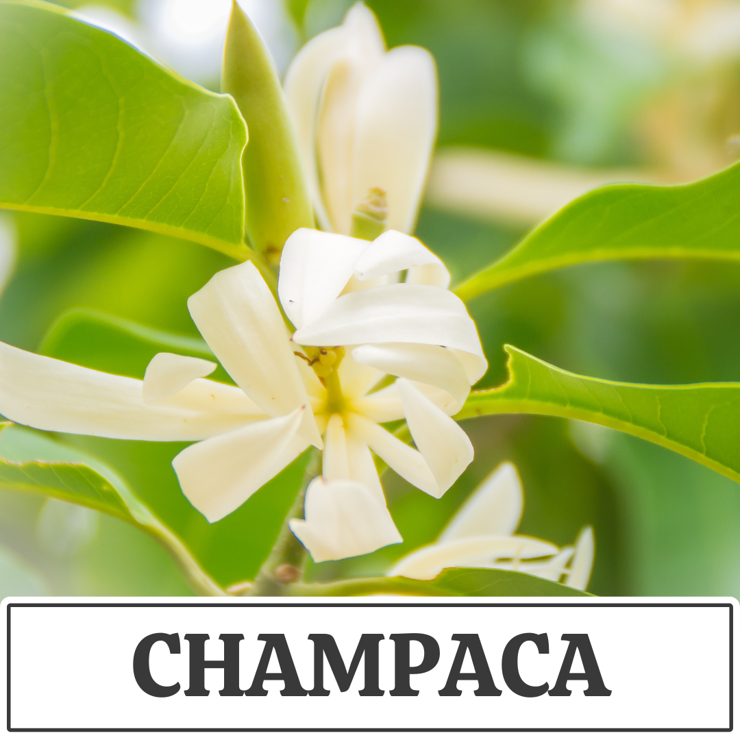 champaca.png