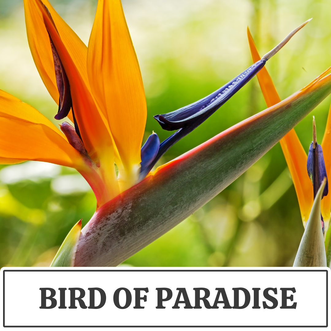 bird of paradise.png