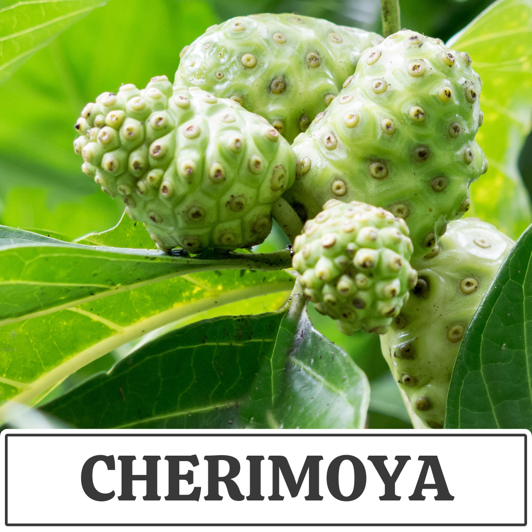 cherimoya.png