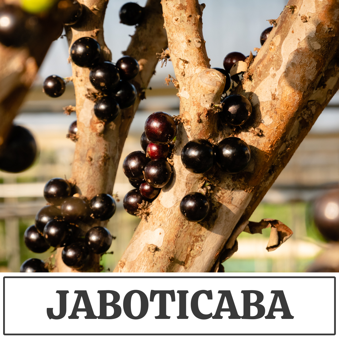 jaboticaba.png