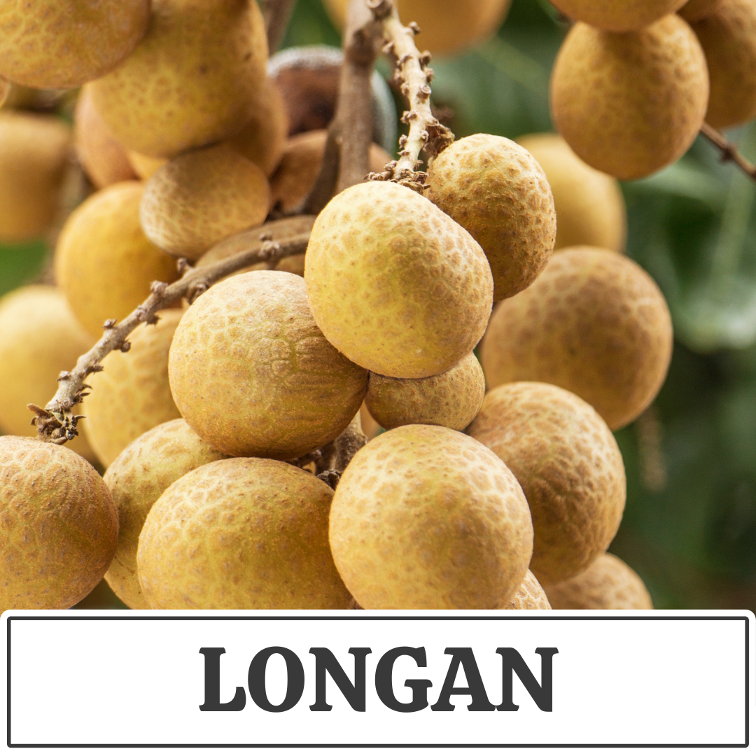 longan.png