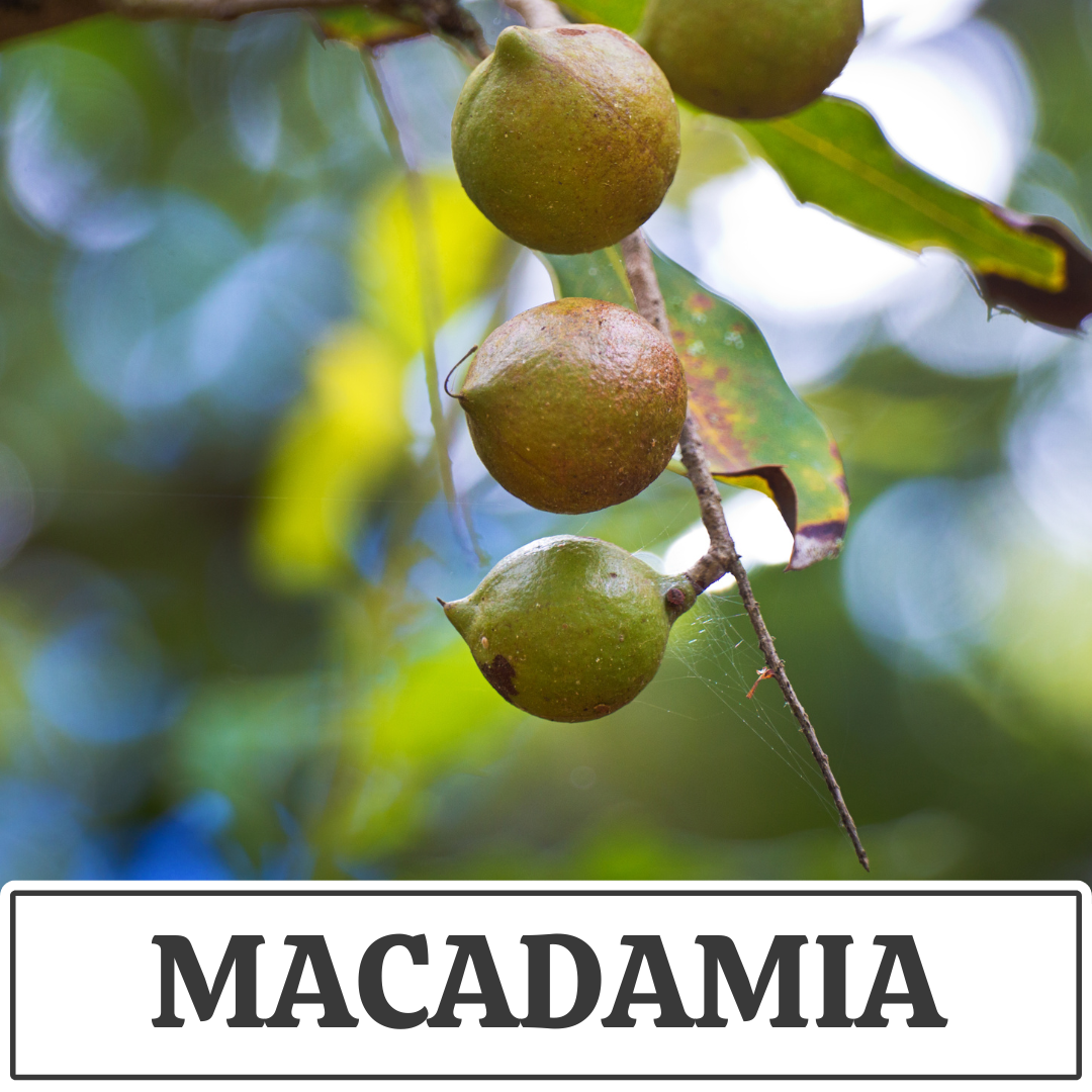 macadamia.png