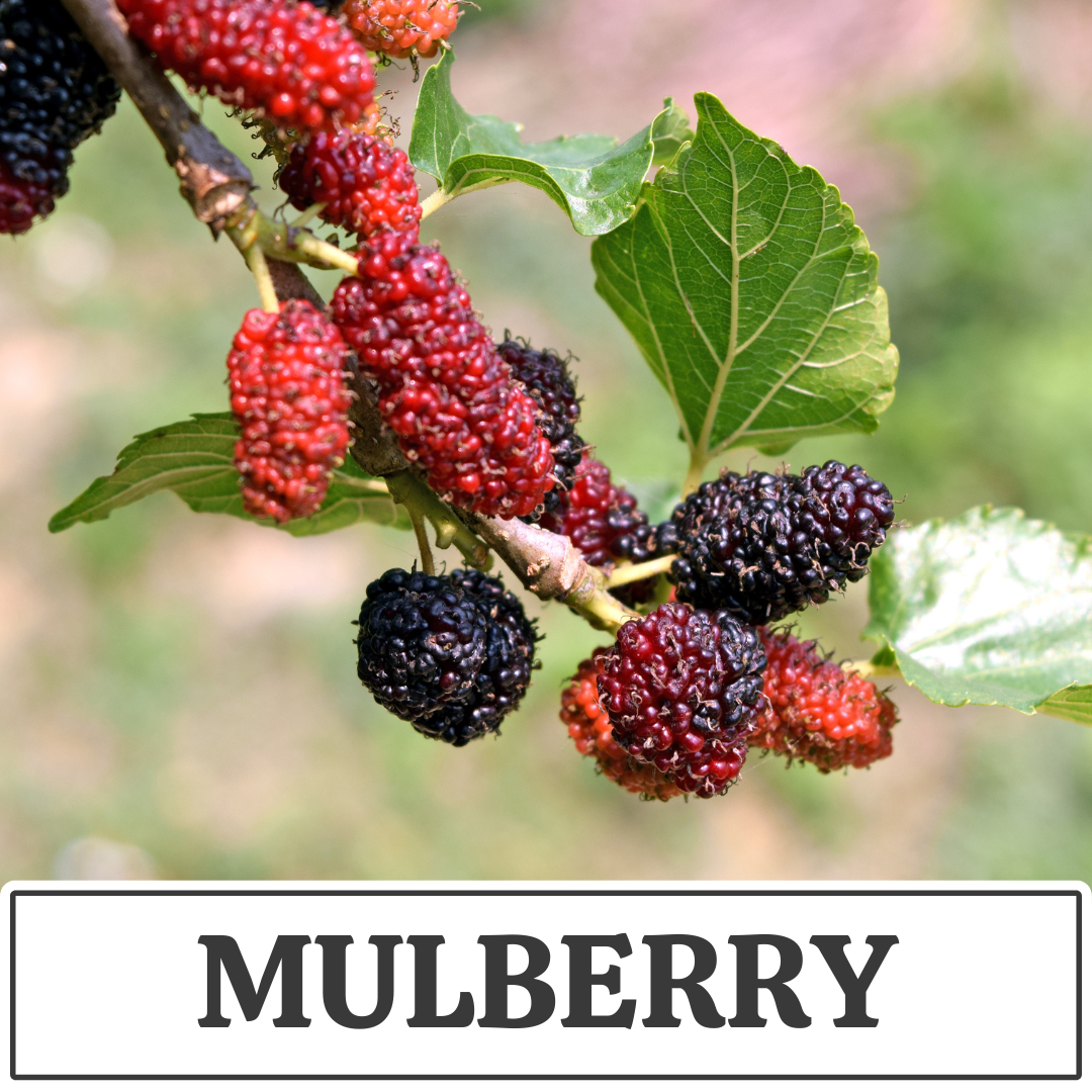 mulberry.png
