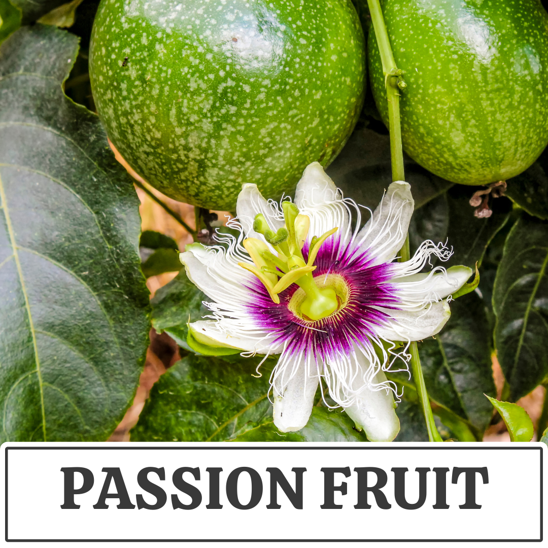 passion fruit.png
