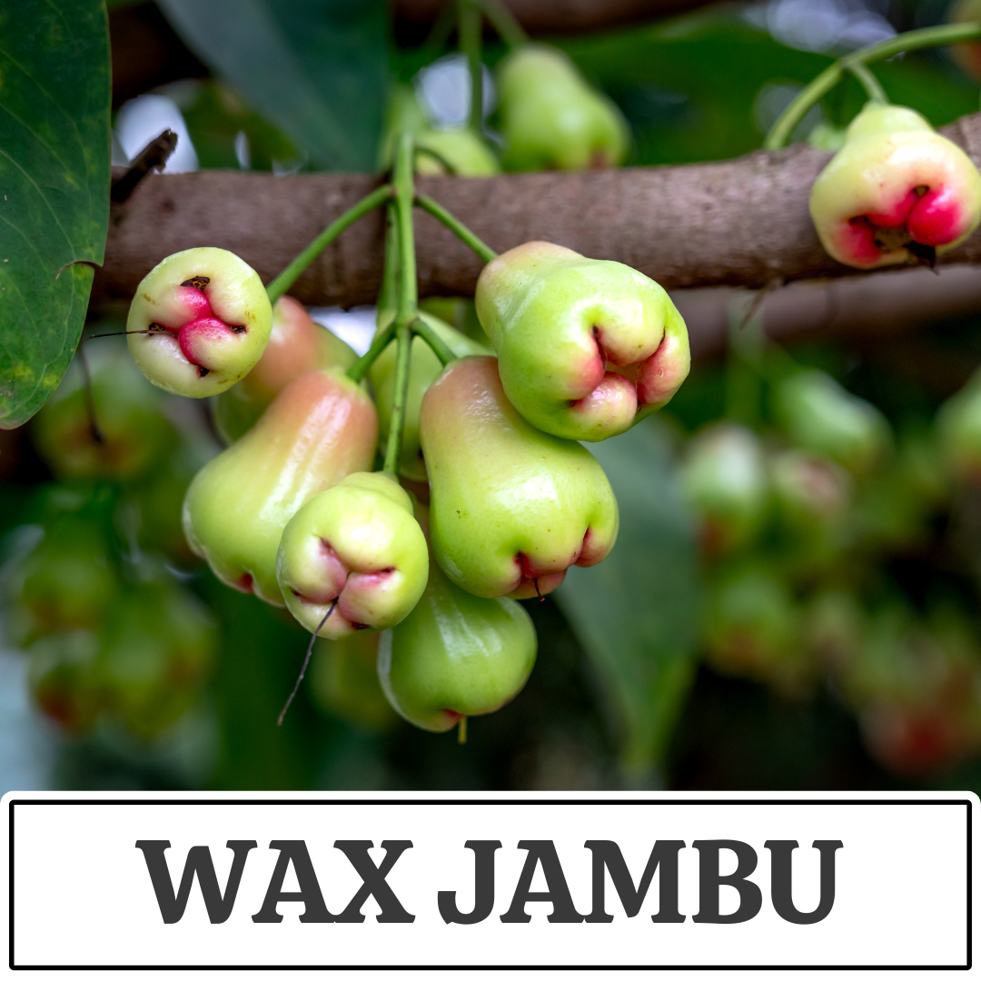 wax jambu.png