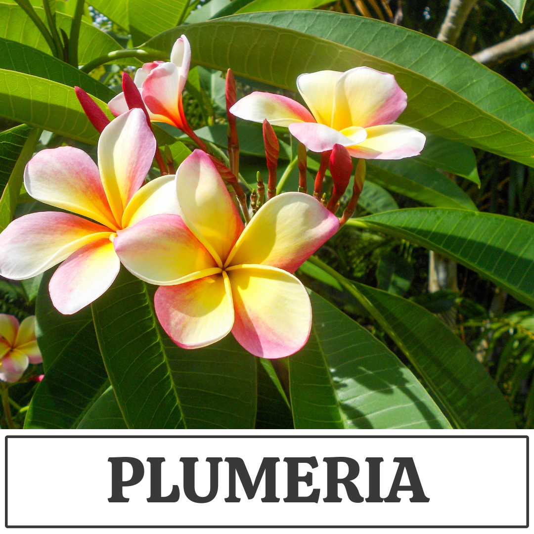 plumeria.png