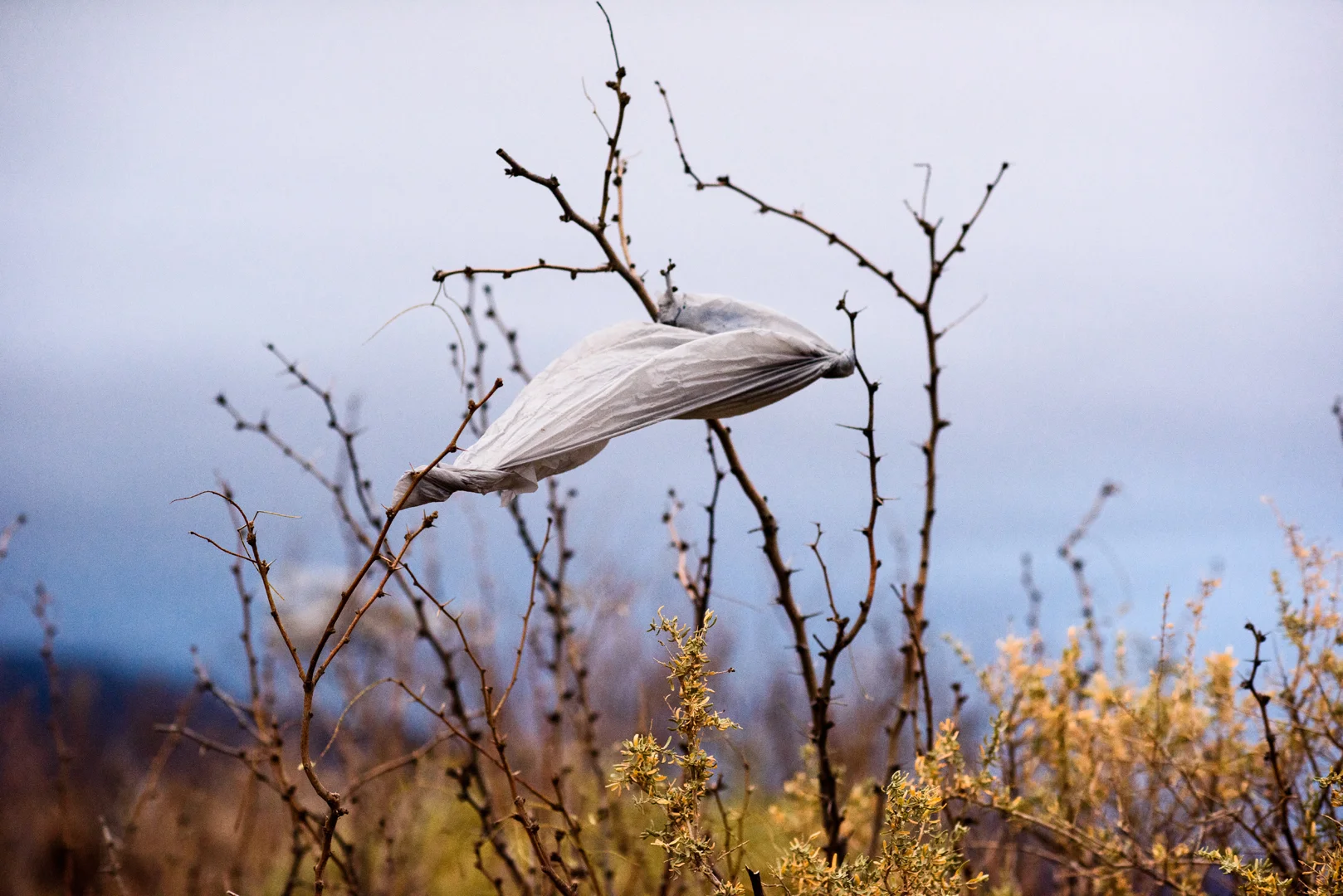 A bag stuck on a tree floats in the wind on Alex’s grandfather’s property in Southern New Mexico.
