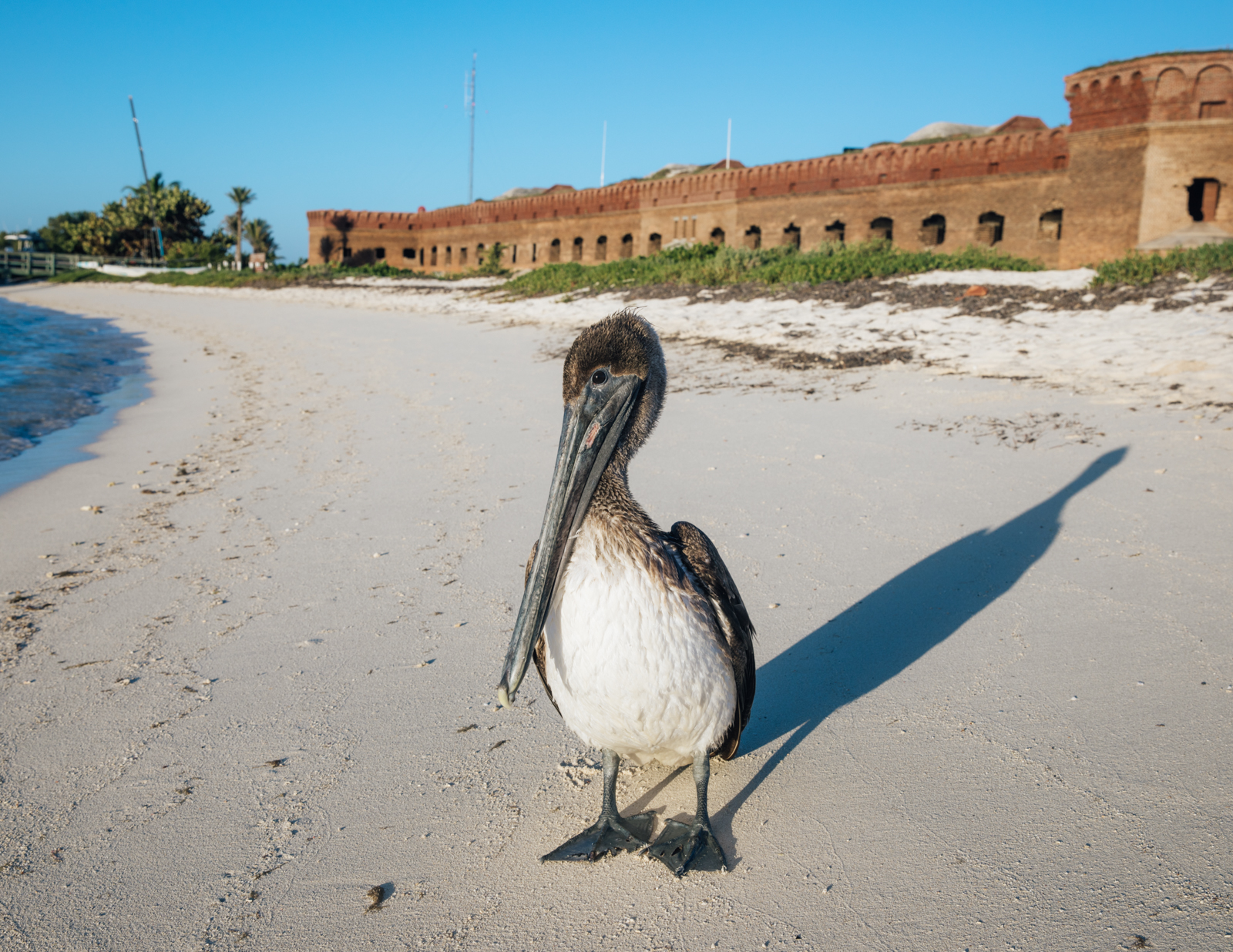 2.7.19_Dry Tortugas_Sofiaaldinio-27.JPG