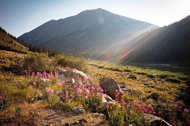 Wildflowers near the top of Independence Pass above Aspen, CO. #independencepass #aspen #collegiatepeaks #collegiatepeakwilderness&nbsp;#colorado #mountains&nbsp;#fourteener #co14ers #14ersofcolorado &nbsp;#mountelbert #mtelbert #colorado_travel&nbsp