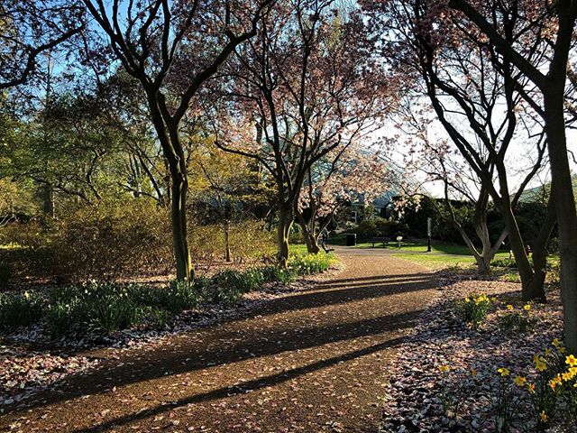 The Mo Botanical Garden is going off right now. Especially with the cherry blossoms in bloom. #mobot @mobotgarden #missouribotanicalgarden #cherryblossom