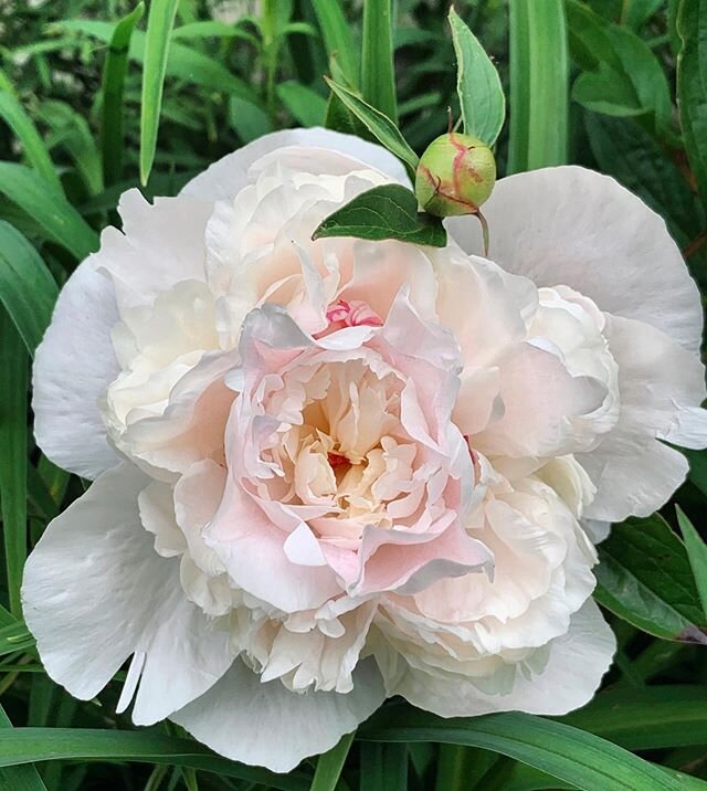 Why not send some beauty and peace to someone? This week we have fresh white peonies that will bring a wonderful fresh scent into the home. See link in bio to order. #fleursbella.