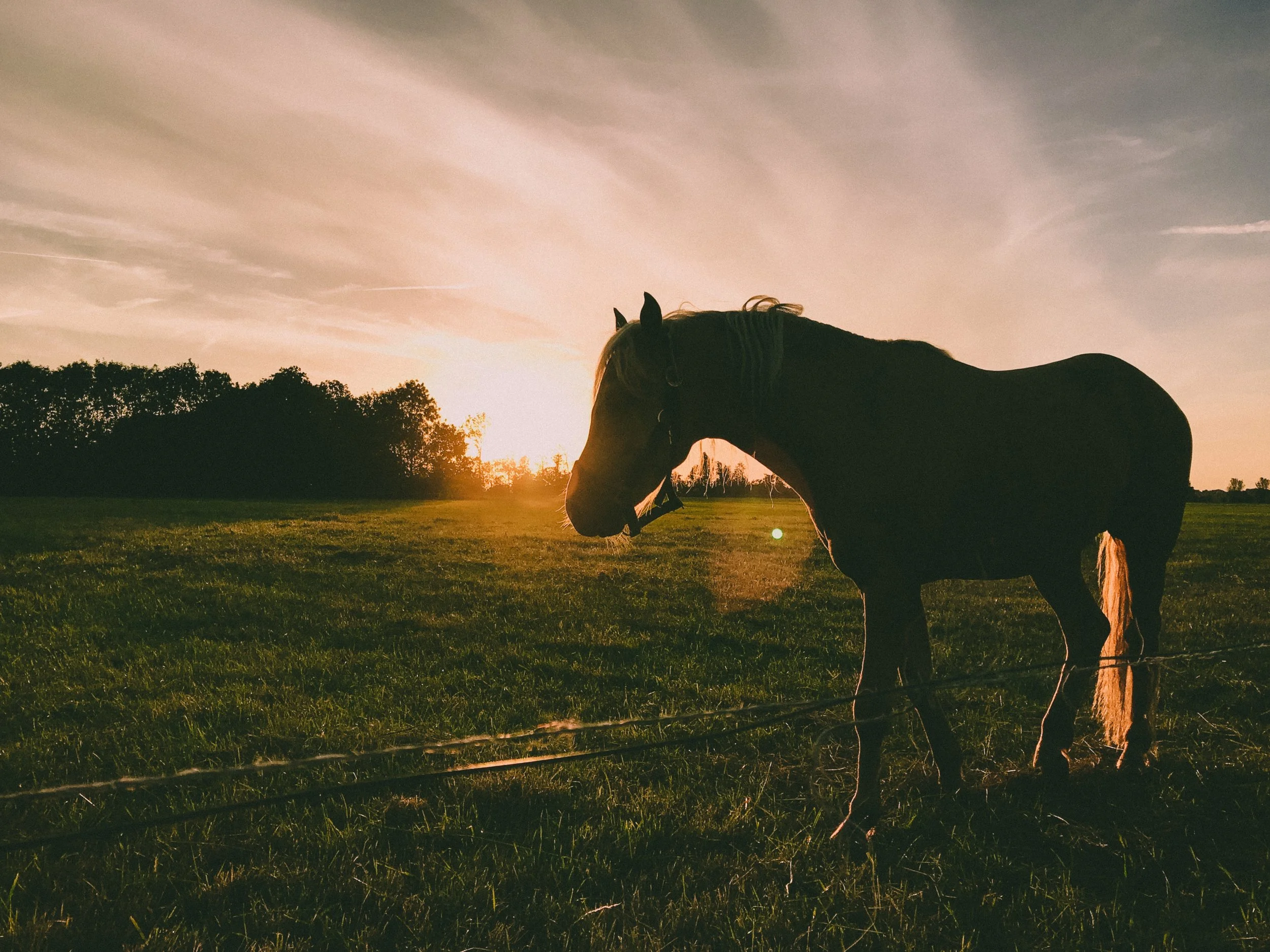 dawn-dusk-equine-1203309.jpg