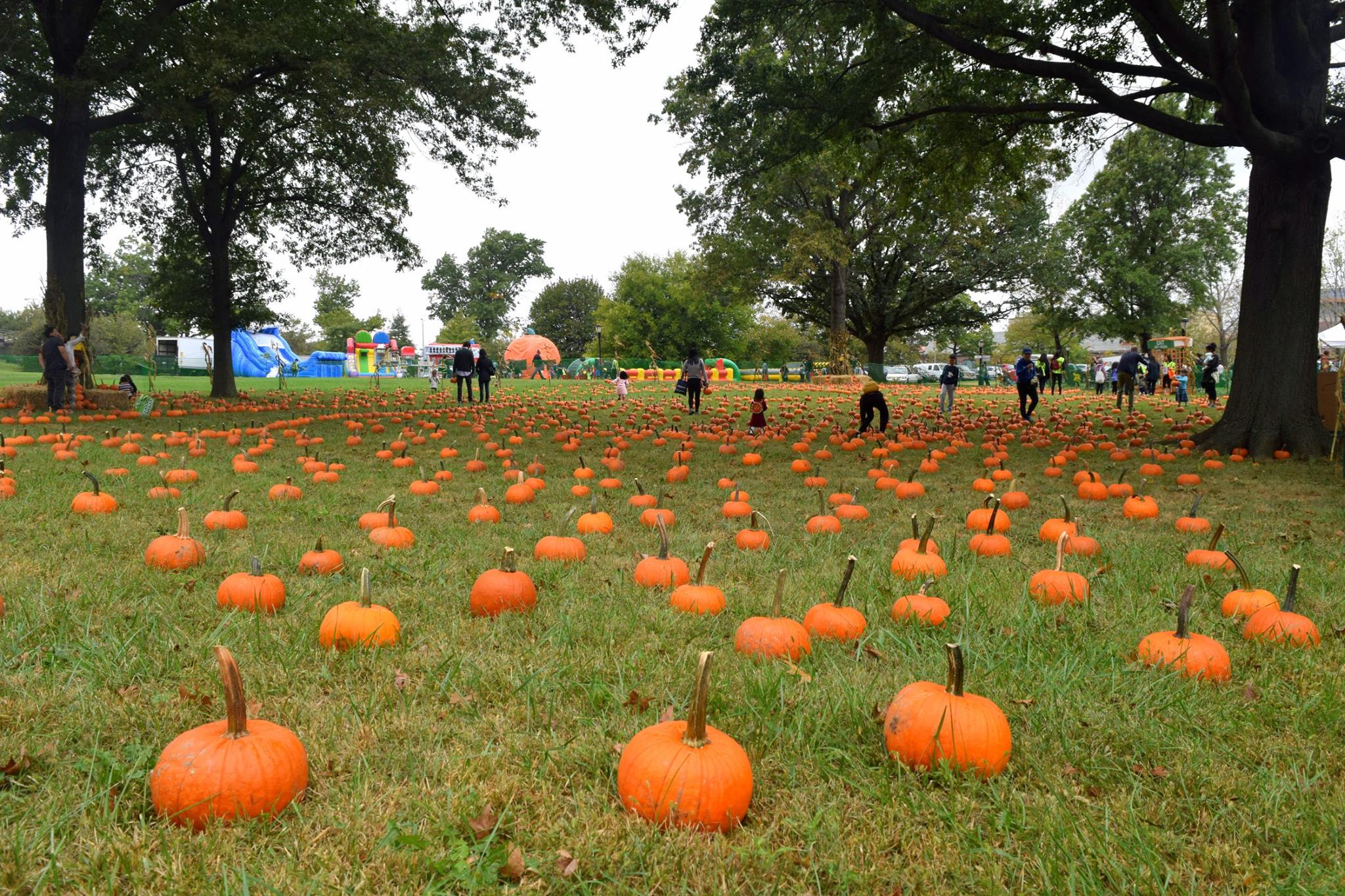 pumpkinpatch.jpg
