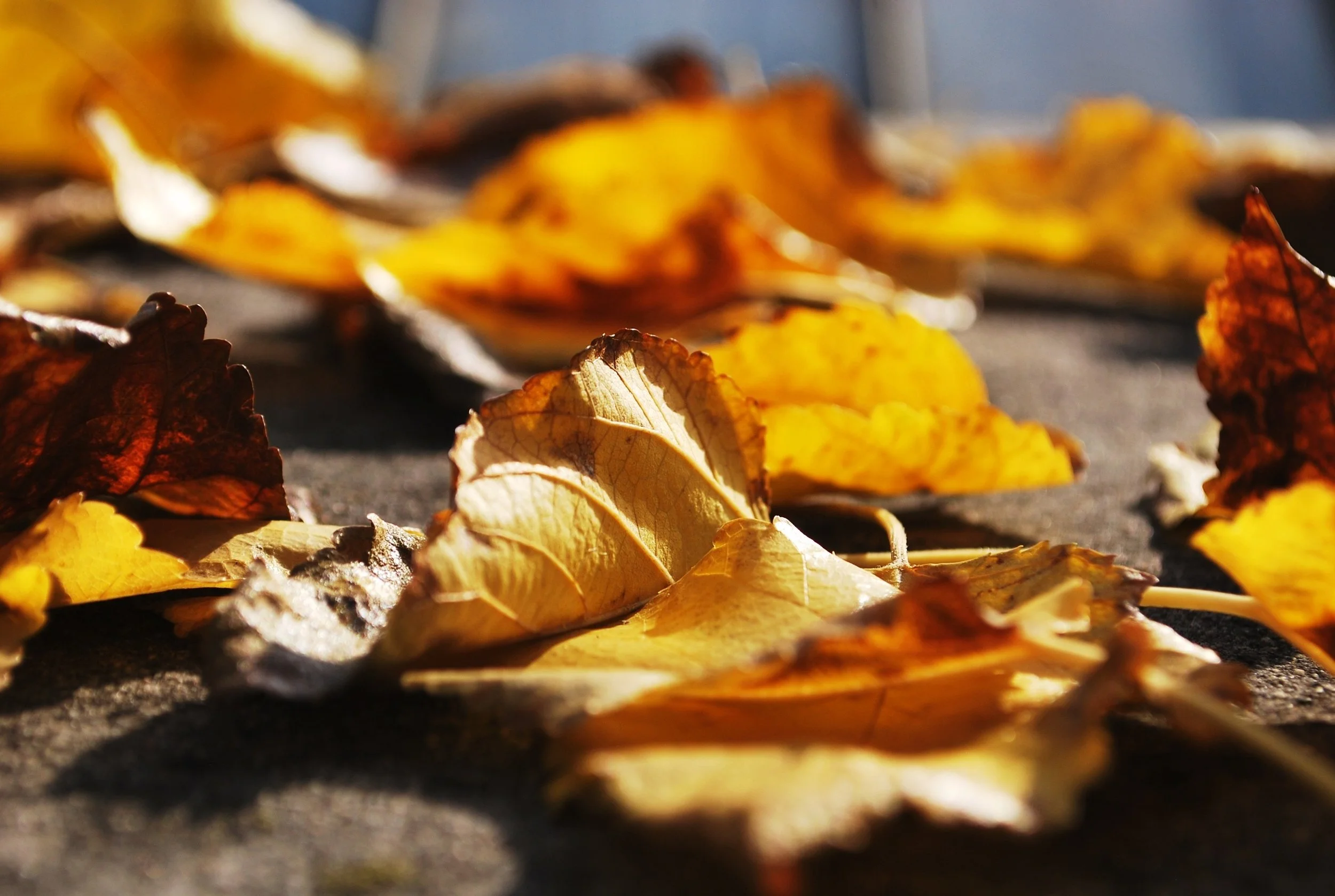 From the Editors of EarthTalk Magazine: Dear EarthTalk