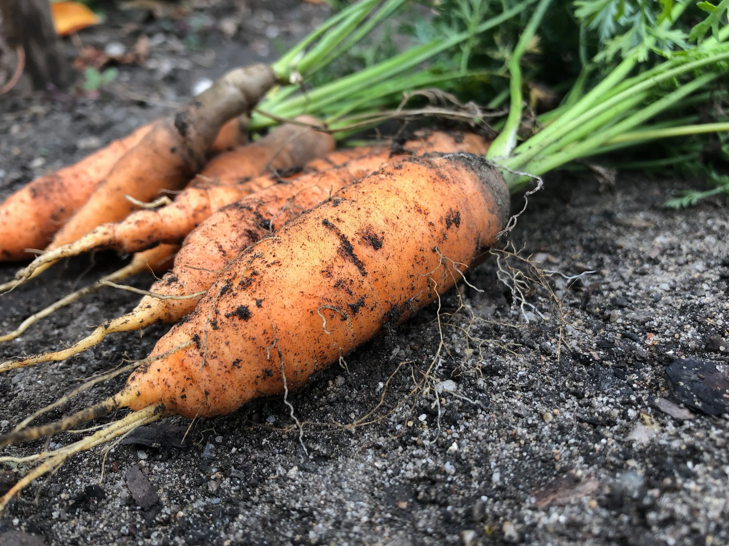 Uprooted carrots. Photo by Ronny Kind courtesy of Unsplash.