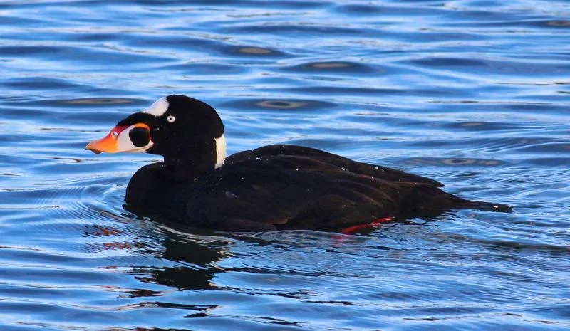 The Surf scoter duck, which can be found in Jamaica Bay. Photo courtesy of Gateway National Recreation Area.