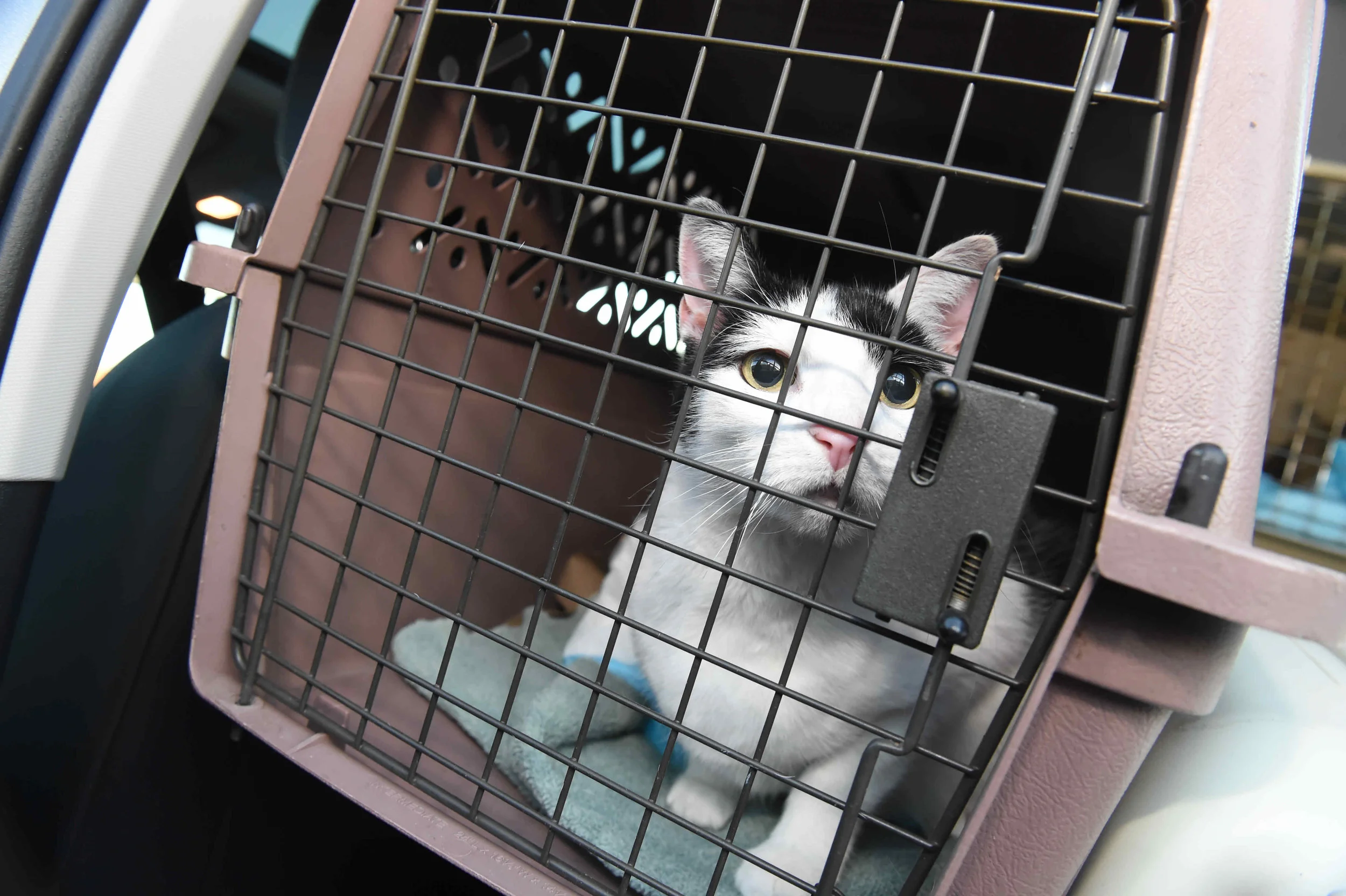 Construction Mishap Kills Pets, Shuts Down Ozone Park Pet Shop