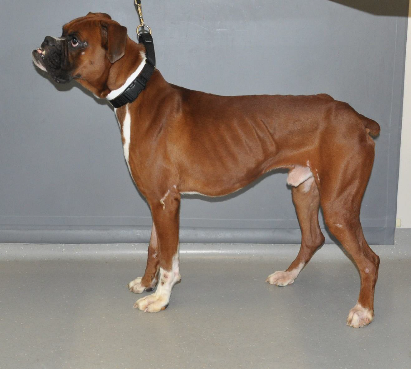 Police are searched for the suspect or suspects who abused this dog in St. Albans. Photo courtesy of the NYPD.