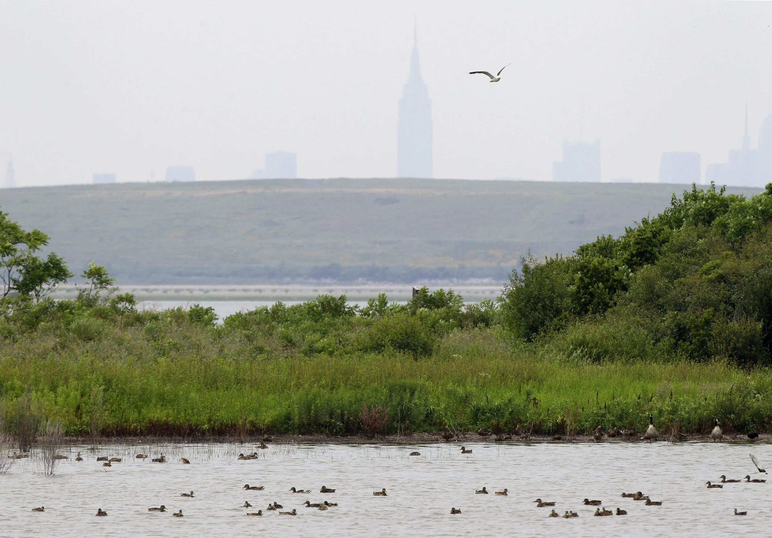 The West Pond at the Jamaica Bay Wildlife Refuge, part of the National Park Service. AP photo.