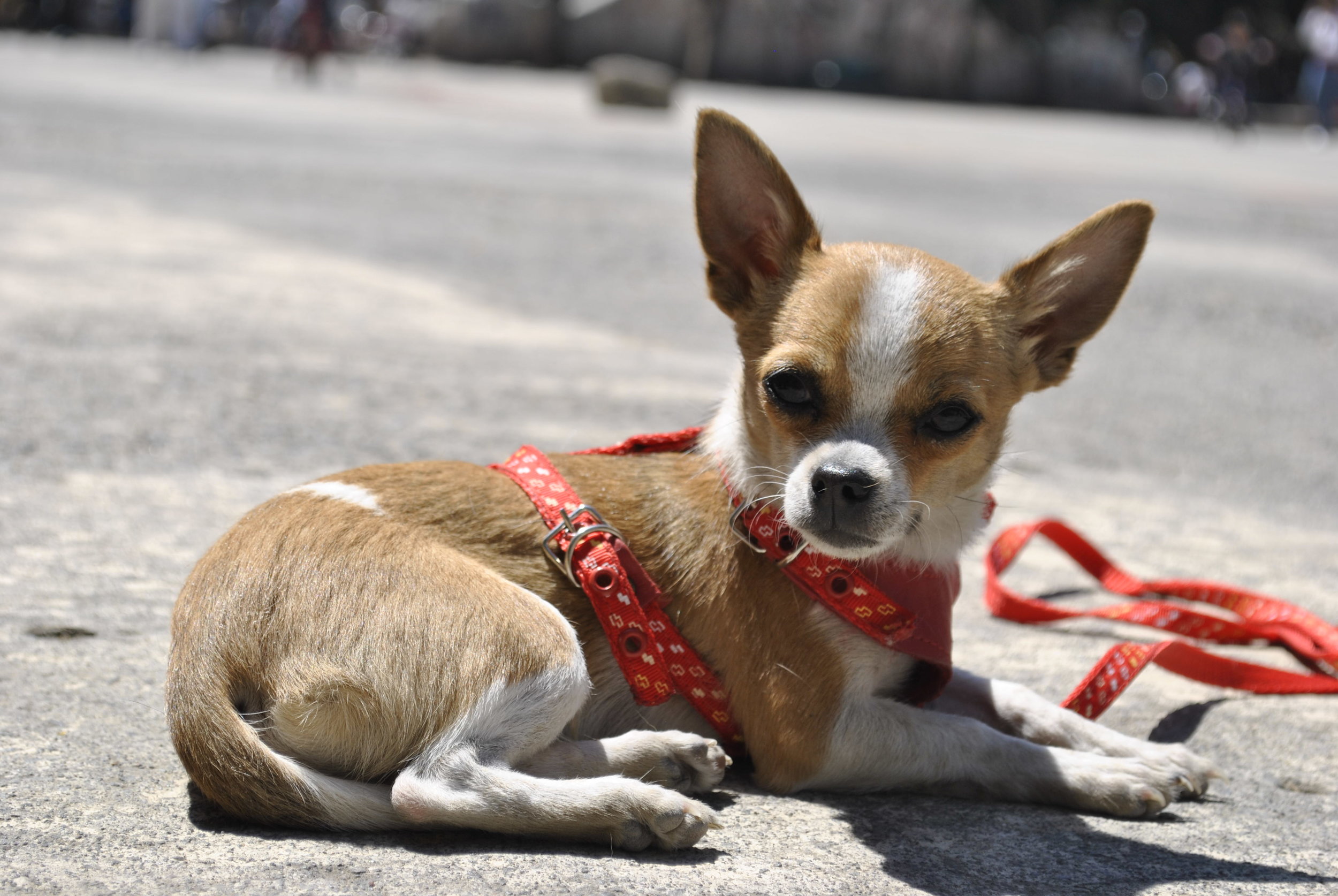Long Island Resident Luis Jimenez allegedly beat and blinded a chihuahua after fighting another man. Photo by Gabriela Vega.