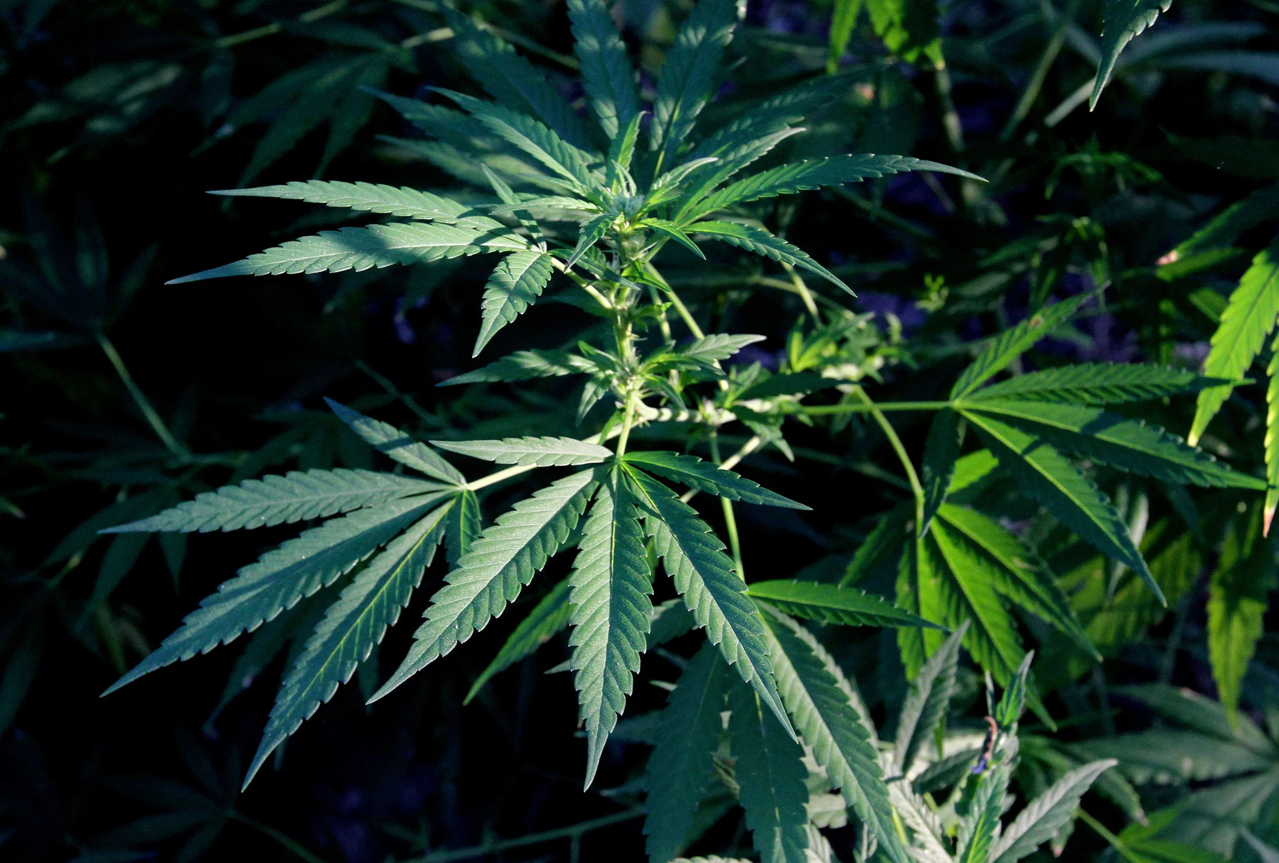 A Medical Marijuana Joint Is About to Open in Briarwood 