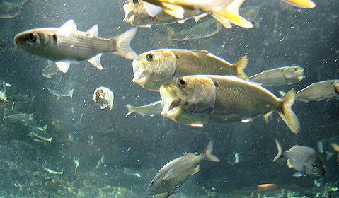 In the Rockaways, seine fishing, which uses a large fishing net called a seine, has led to the overfishing of a species of fish known as the Atlantic menhaden.