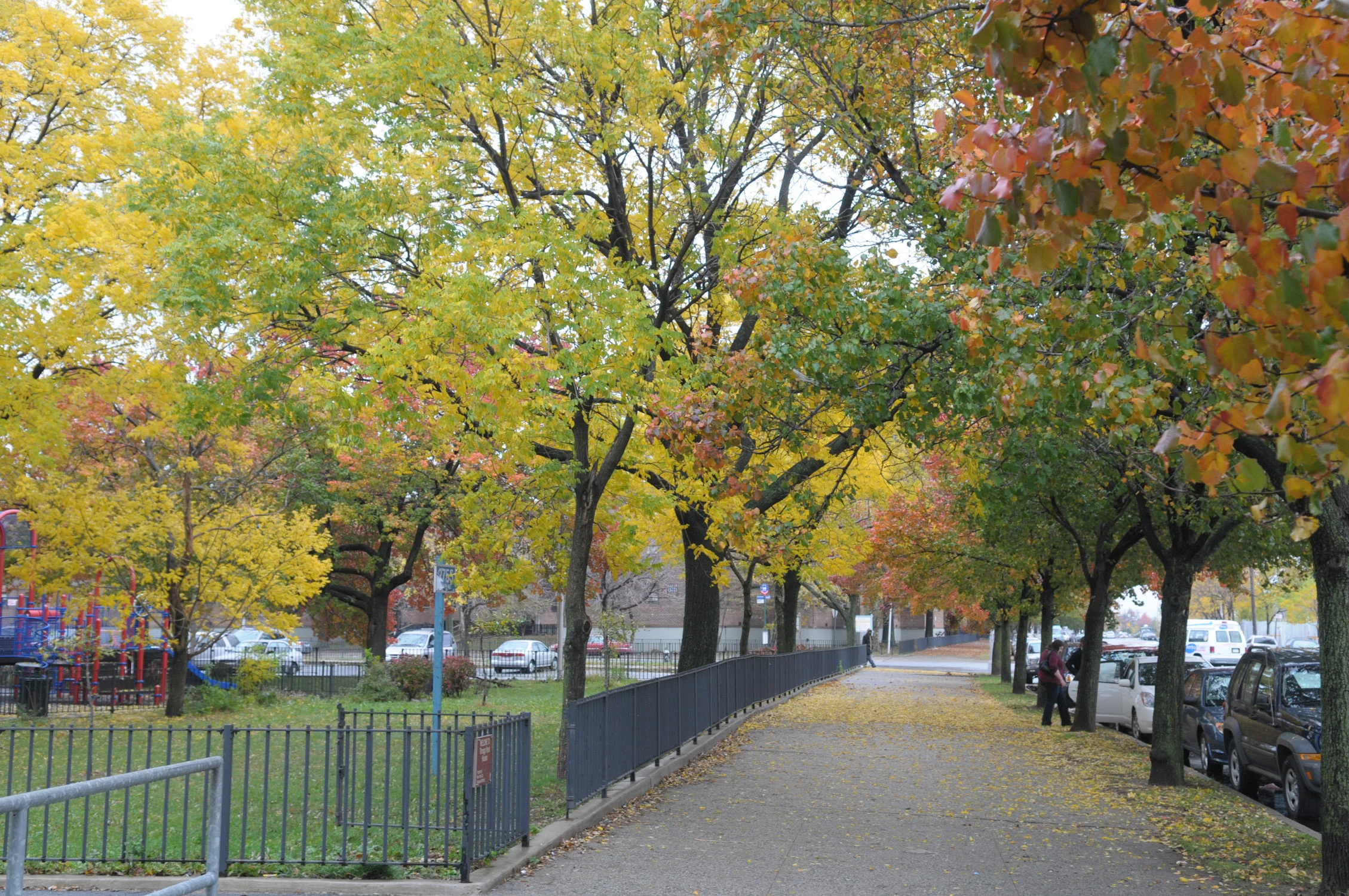 A tree-lined street in Queens. Photos courtesy of the Parks Department.