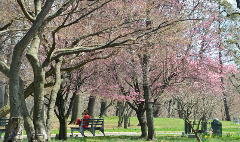 Spring blooms at Kissena Park. Photo via the NYC Parks Department.