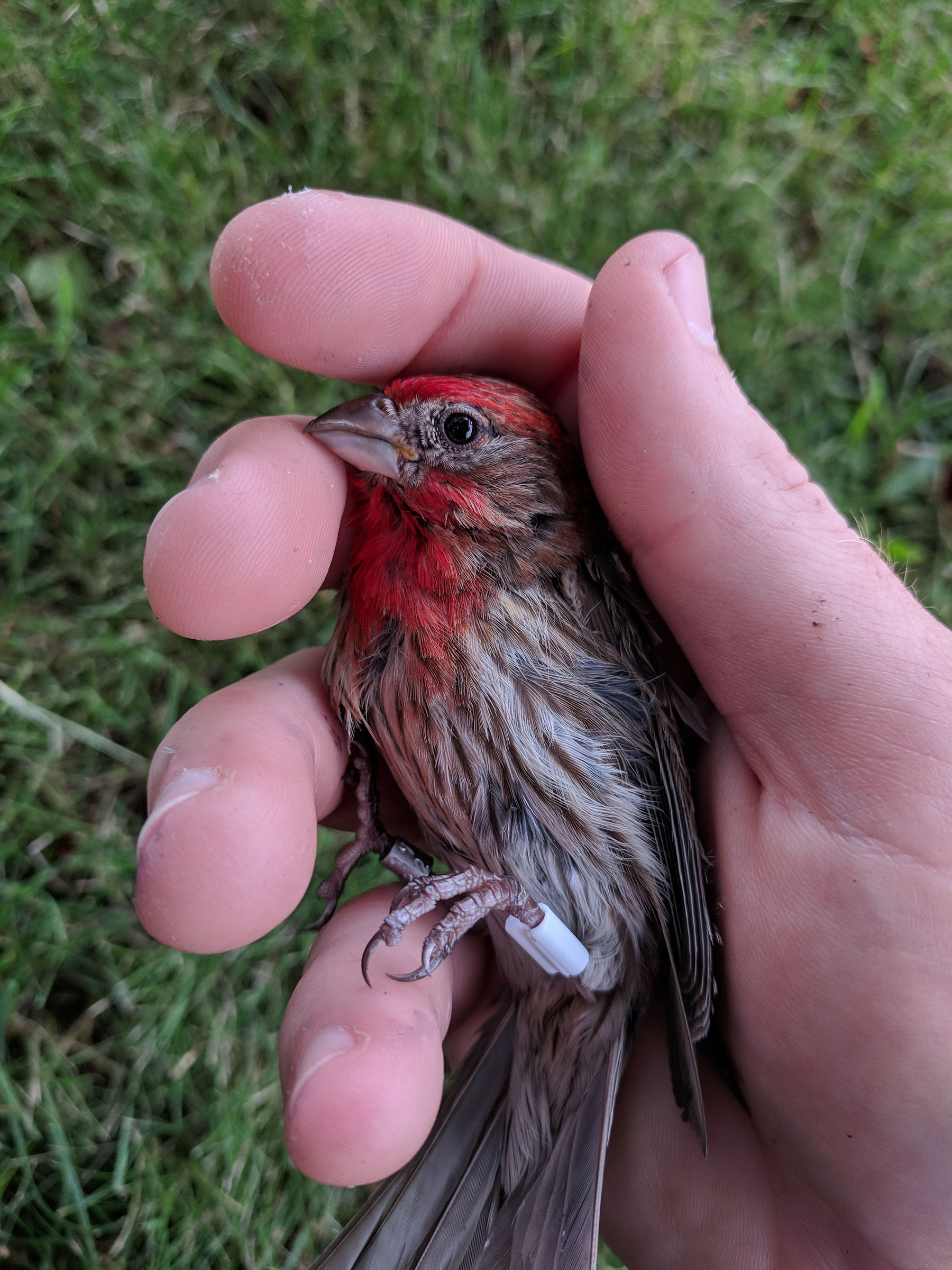 Youngblood hold a tiny house finch.