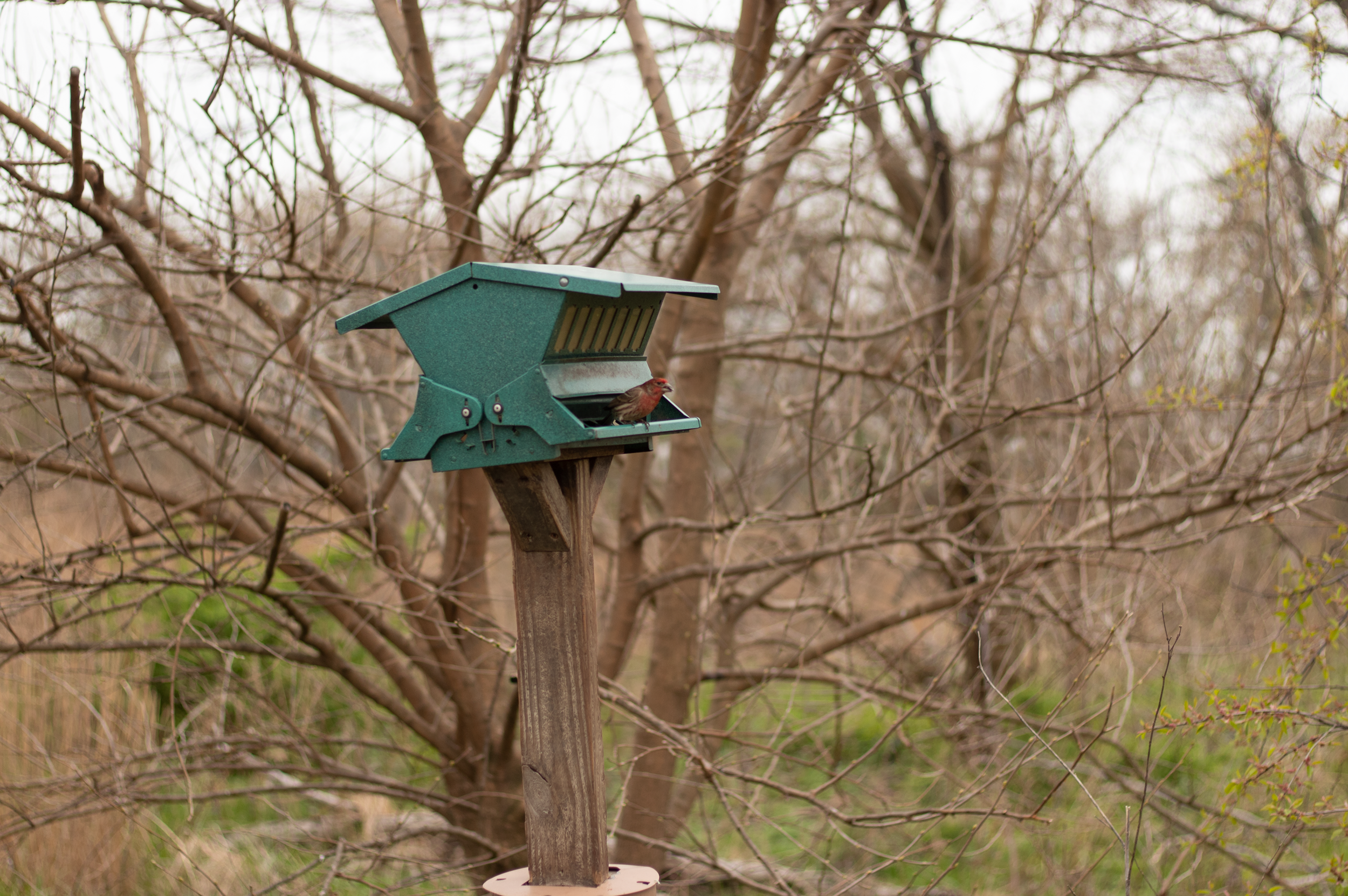 Spring has sprung at Jamaica Bay Wildlife Refuge