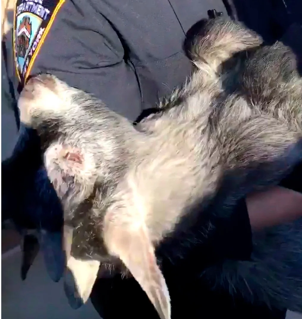 NYPD rescue crying ‘kid’ in Queens