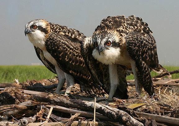 Ospreys nest near Jamaica Bay. Photo by Don Riepe via US Parks Service.