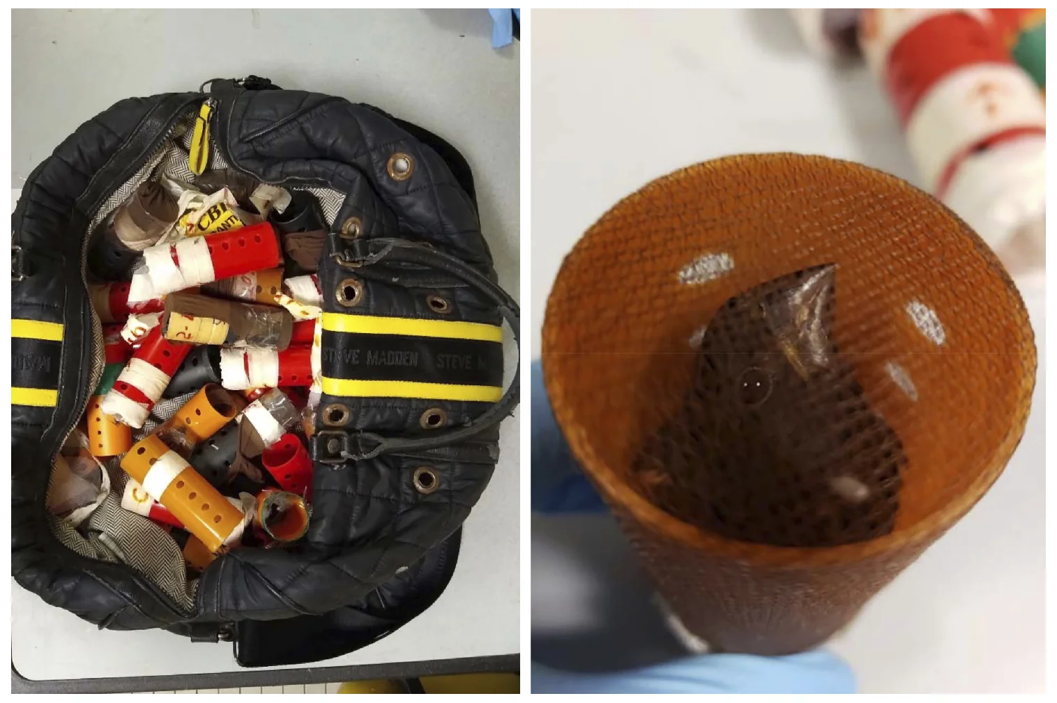 Man caught at JFK smuggling 34 finches in hair curlers