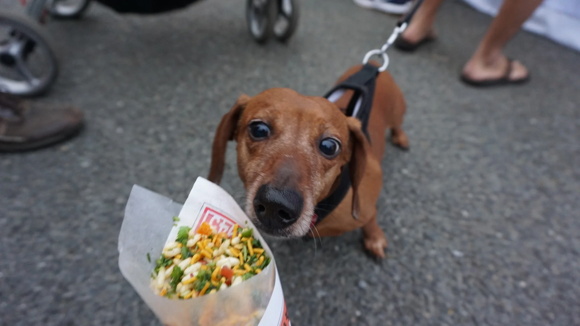 A puppy tries to sneak a taste of the fine $5 food at Queens Night Market. Photo by Sharon Medina-Chavez courtesy of the Queens Night Market.