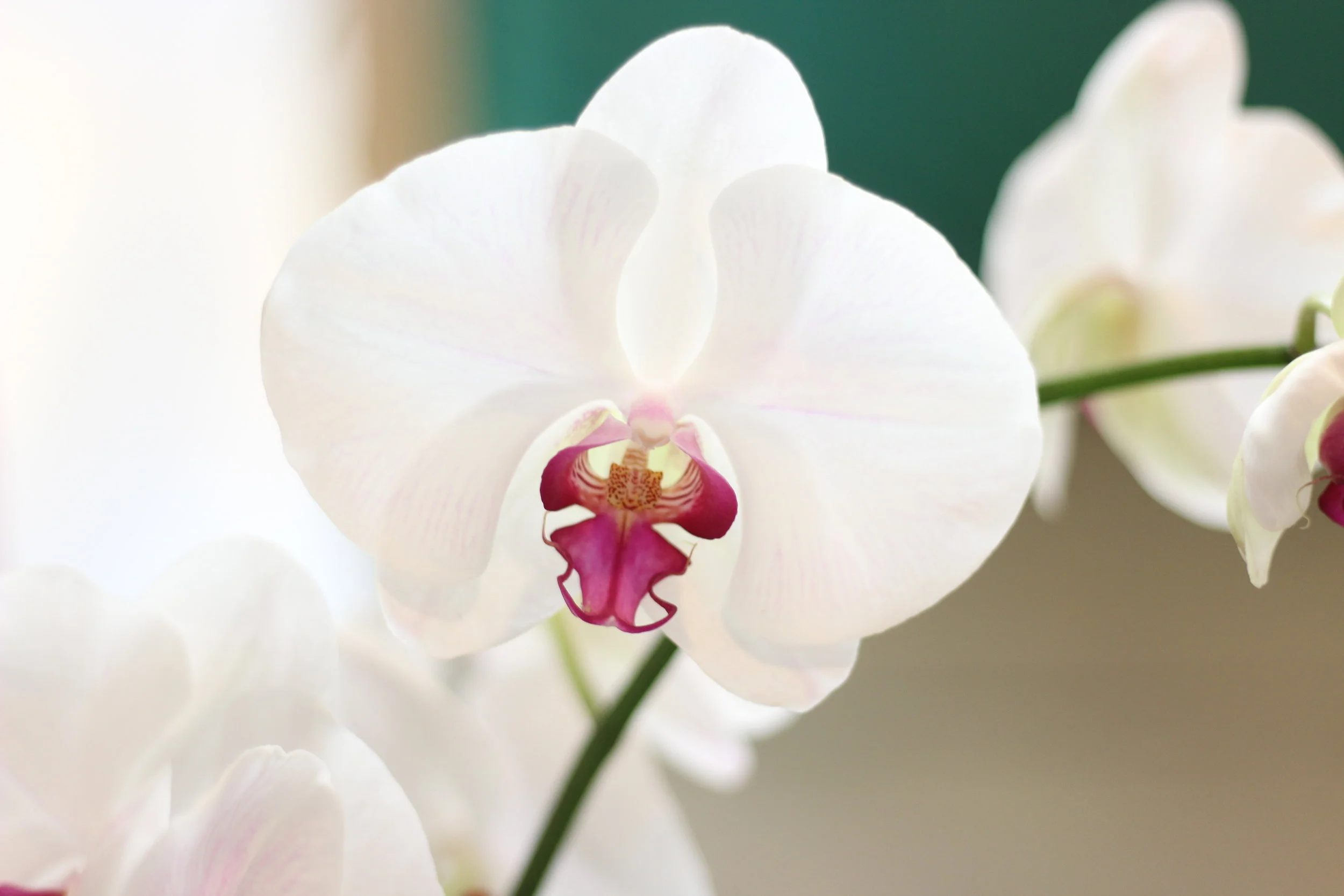PHOTOS: Orchid exhibition takes center stage at Queens Botanical Garden