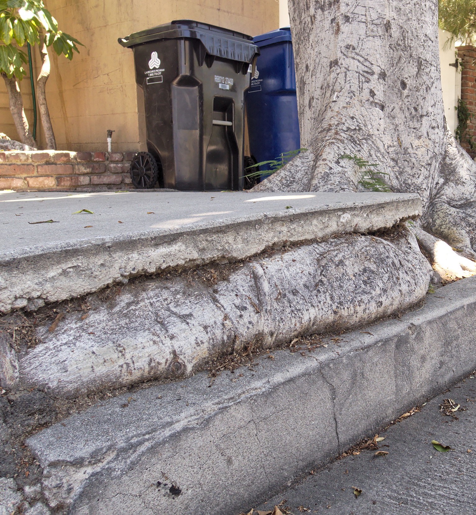 A tree root causes sidewalk damage. Photo by Junkyardsparkle via Wikimedia Commons.