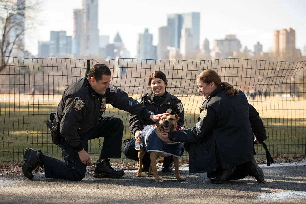 NYPD police officer John Riquelme (left) was arrested after allegedly crashing his car into another car in Jackson Heights Friday morning and fleeing the scene. He was celebrated by animal lovers last year for helping to get a rescue dog adopted. Photo via the ASPCA.