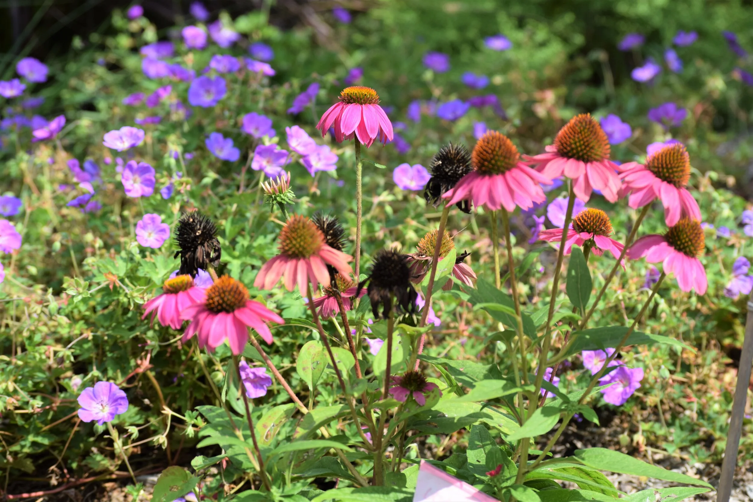 A new area in the Queens Botanical Garden has opened. Photos by Anne Tan-Detchkov; Courtesy of Queens Botanical Garden