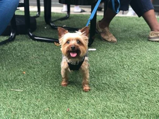 At-risk youth stay close to home through dog-training program