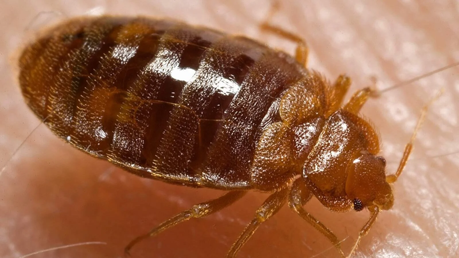 Evening rush delayed by bed bug in Forest Hills