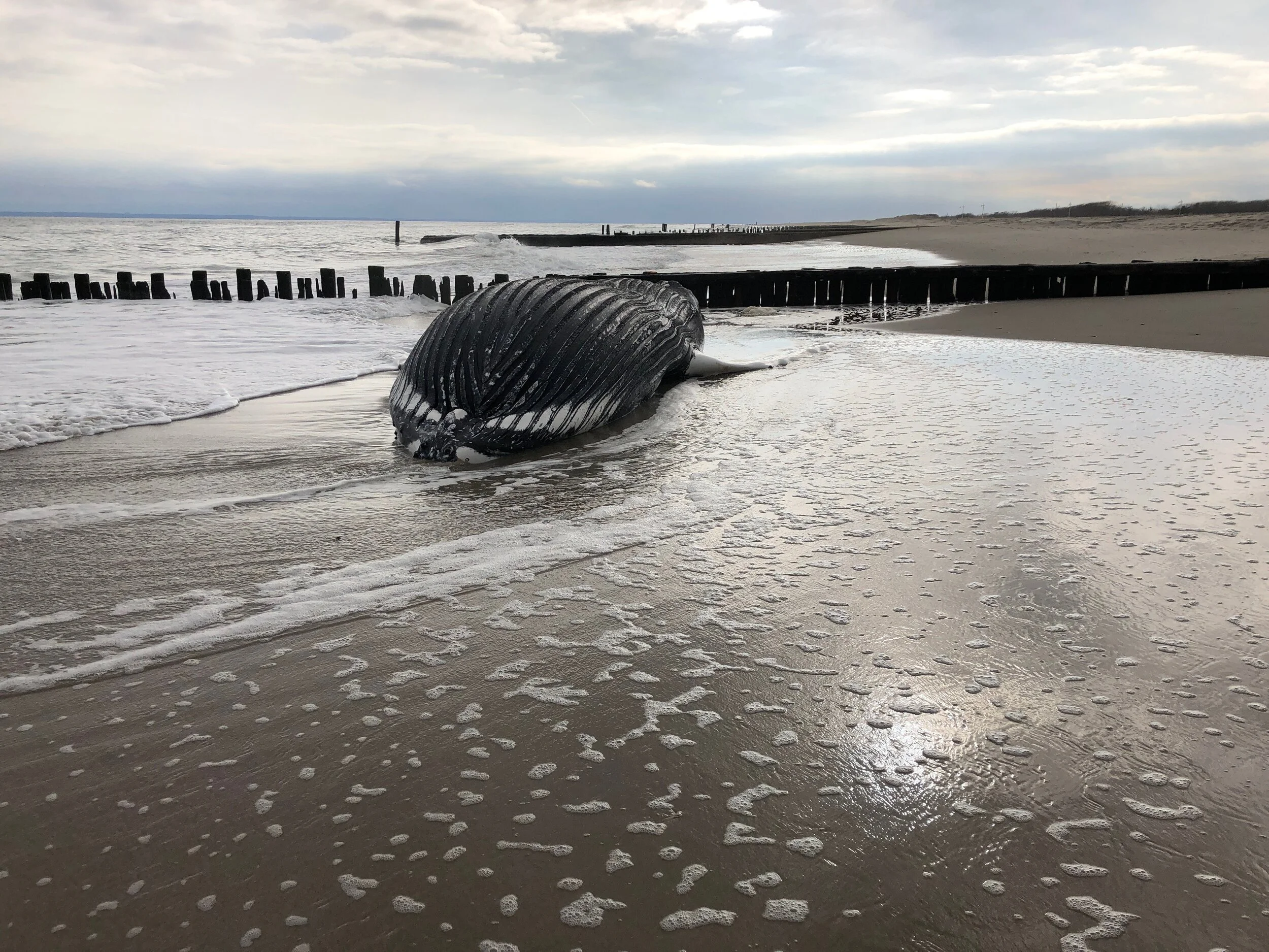 Beached whale gets sandy burial in Rockaway