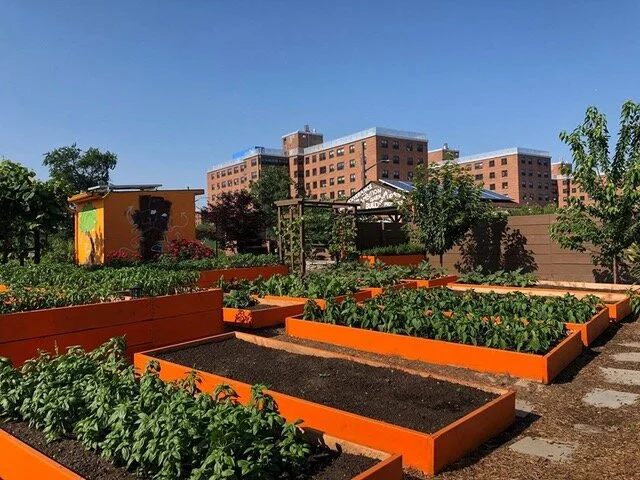 Latest dispute with city keeps Arverne community garden from growing