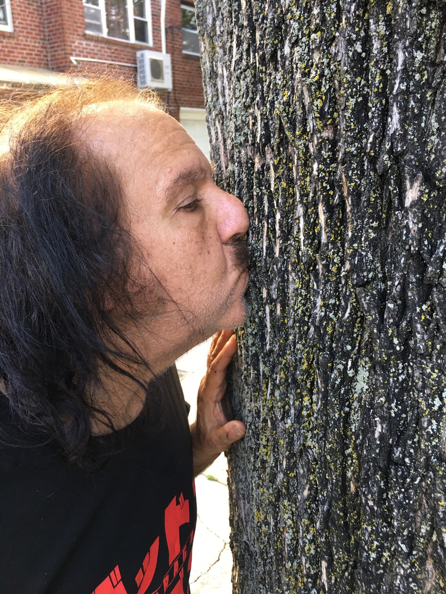 The Loraxxx: Can porn legend Ron Jeremy save a beloved tree in Bayside, Queens?