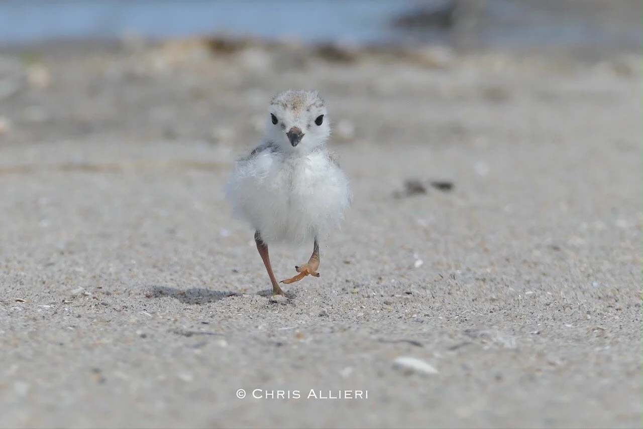 Plovers in peril: Careless beachgoers endanger vulnerable Queens birds