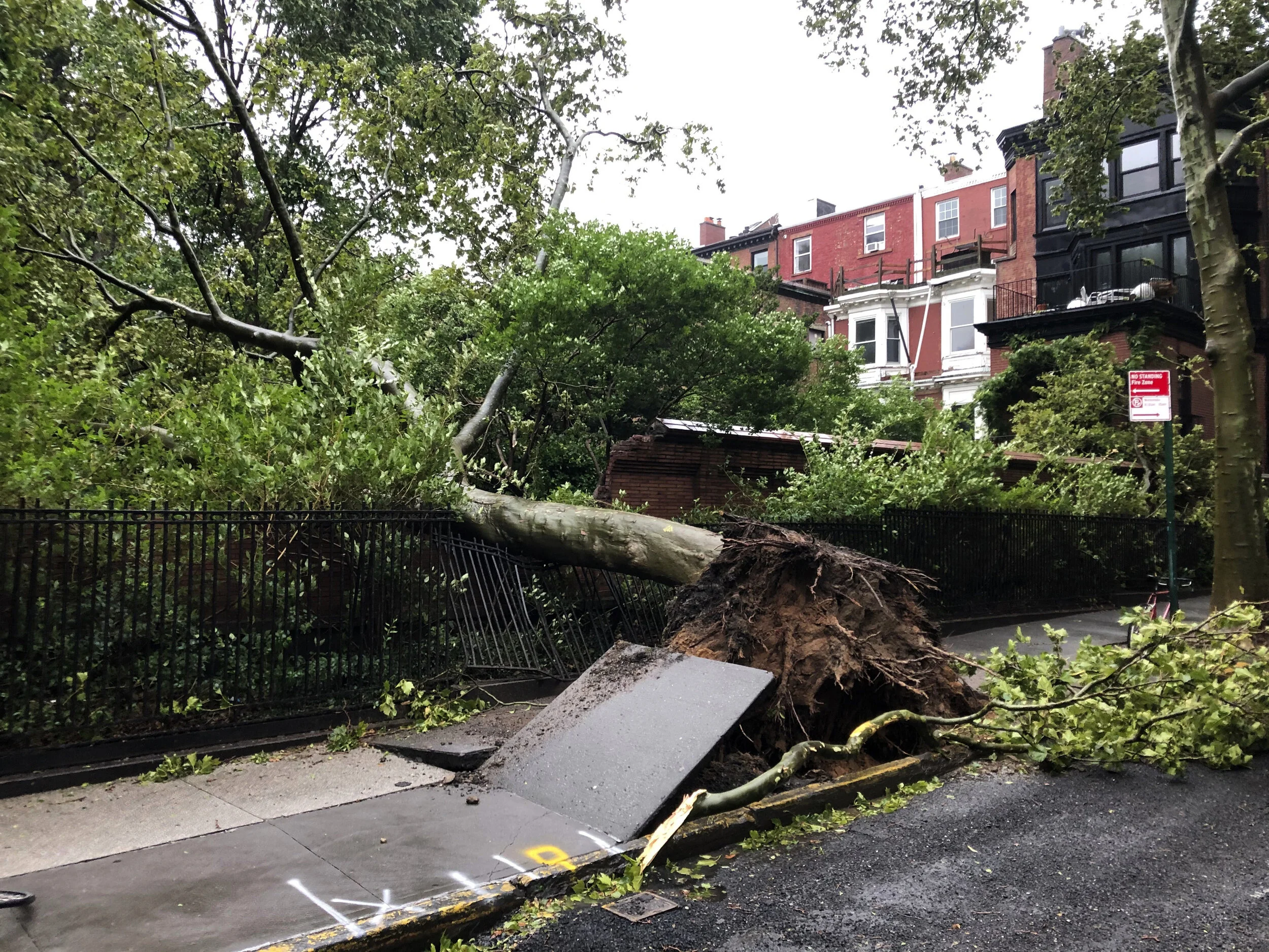 Storm-torn tree kills man in Briarwood