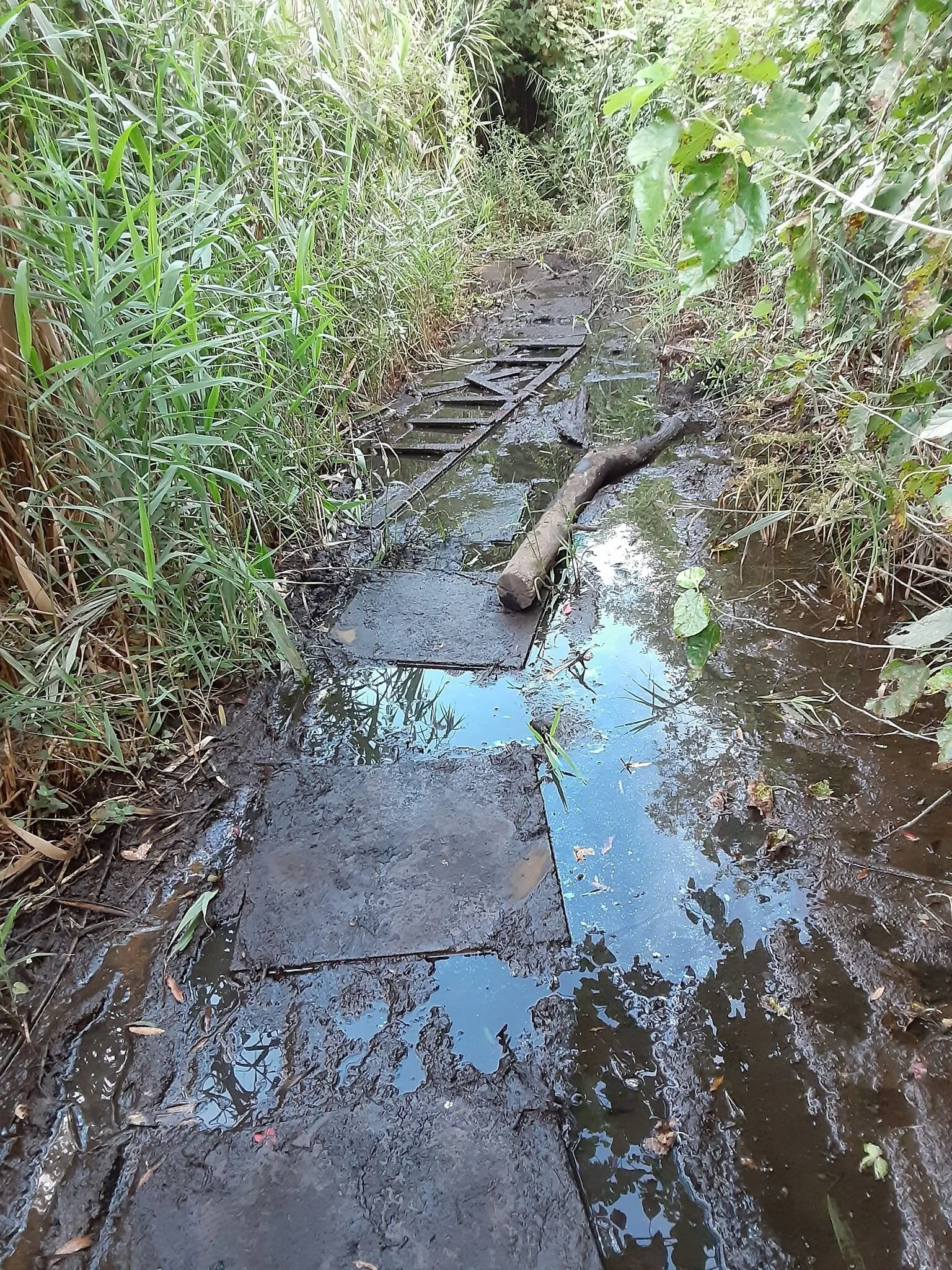Flushing Meadows nature trail marred by oily muck